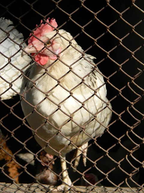 巴塞羅那 巴塞羅那