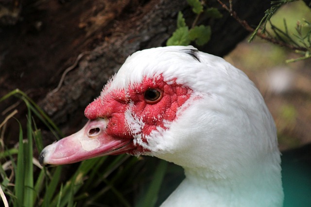 并带领球队 并带领球队